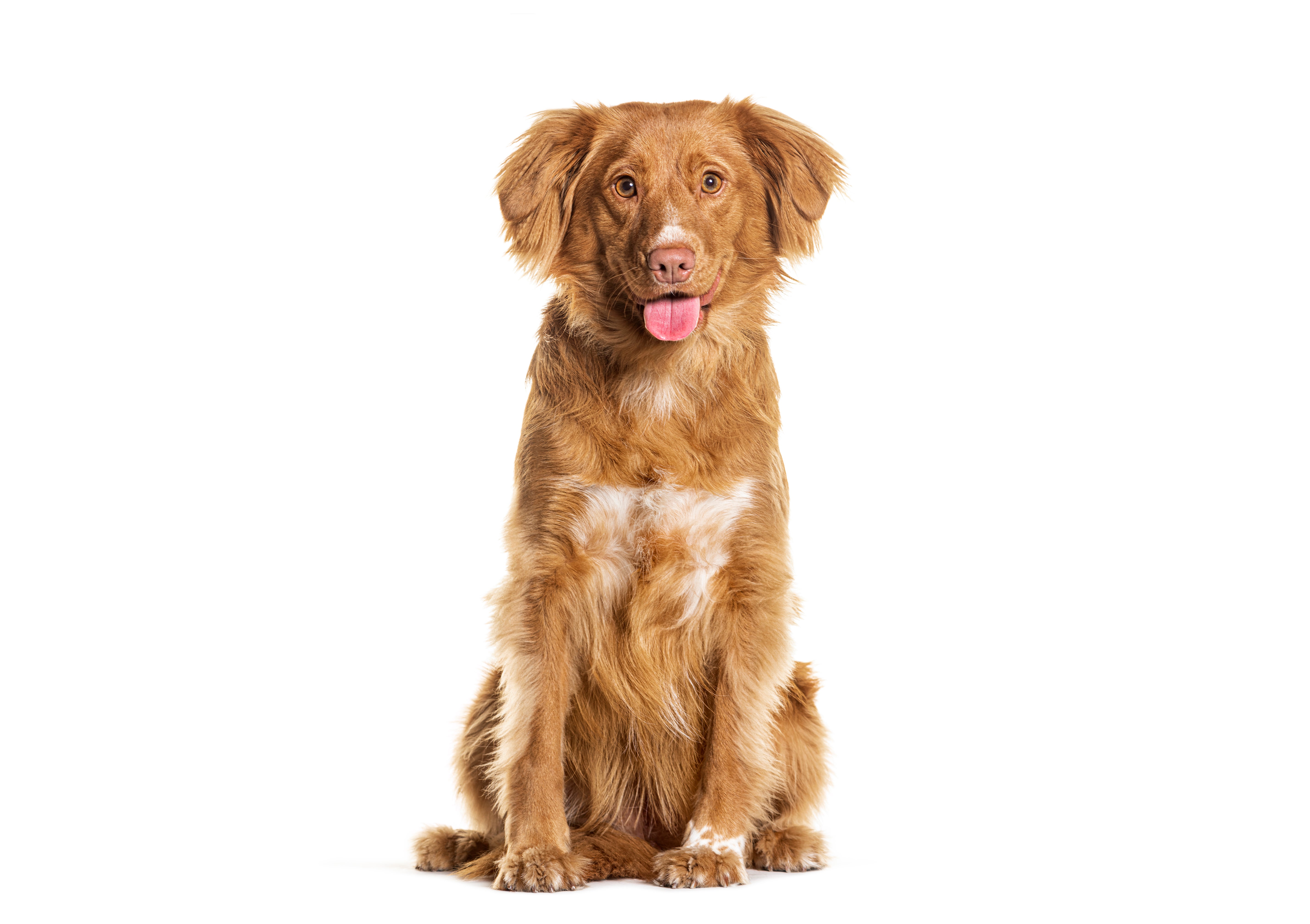 Nova Scotia Duck Tolling Retrievers for Adoption in Crestview